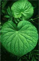 Capeba - Planta Medicinal
