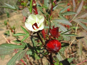 Vinagreira (Fonte: http://br.olhares.com/vinagreira_foto756103.html)