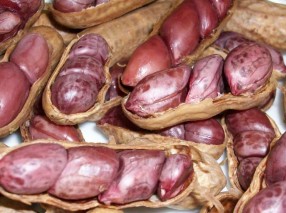 Amendoim cozido; grãos rosados, macios e suculentos