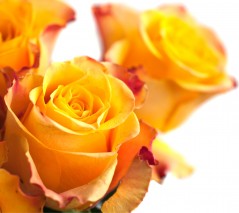 08 de março, dia dedicado ao gênero que tornou a cozinha um lugar de afeto e carinho