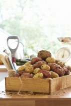 Batata Doce